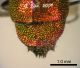 criside 001 pigidio.jpg