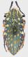 Julodis_confusa_Clanwilliam_X-1991_29mm_grey.jpg