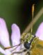 Thymelicus sp 02_edited-1.jpg