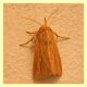 Anzio 5.8.2011 Noctuidae.JPG