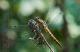 libellula gialla.jpg