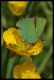 callophrys_rubi.jpg
