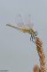 136547009_ZZAbMaR7_DSC_3189apbase.jpg