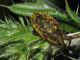 Curculionidae - Larinus (Phyllonomeus) sturnus - 12 mm -20110723_023.jpg