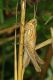 LIMBARA 07-08-11 078mod.jpg