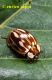 coccinella_zappi.jpg