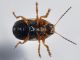 Chrysomelidae - Cryptocephalus sp - 2 mm -20110801_359.jpg