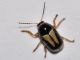 Chrysomelidae - Cryptocephalus sp - 2 mm -20110801_361.jpg