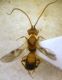 Ichneumonoidea, Braconidae.JPG