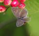 IMGP1868_BrownLycaenid_on_berries_sm.JPG