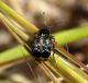 Coleoptera g_Ana_Sito 2_10 e 11 maggio_2.JPG