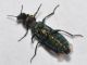 Dasytidae - 7 mm -20110706_138.jpg
