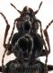 Agonum sp Z-1526 Montage.jpg