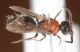 MicroMutillidae da ID1.JPG