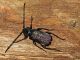 Ropalopus_ungaricus_Serrone_22mm_b.jpg