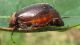 Melonthidae- Haplidia transversa-IMG_7917.jpg