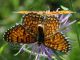 melitaea2.jpg