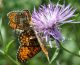 Melitaea1.jpg