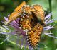 Melitaea3.jpg