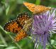 Melitaea4.jpg