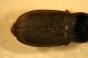 coleotteri johnons04_03_09 003.jpg