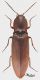 Stenagostus rufus_small.JPG