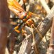 IMG_9100 Imenottero.jpg