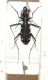 cicindela 061.JPG