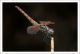 Trithemis annulata F1.jpg