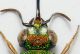 parnopes m - capo.jpg