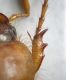 sp-ant dx.jpg