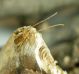 Bolivarita oculata_female_019.jpg