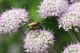 15-Paracorymbia maculicornis.jpg