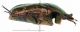 Protaetia fieberi from Bienwald_Germany_laternal.jpg