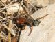 IMG_9251 Sphecidae.jpg