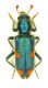 Trichodes Sp. - GRECIA Larissa , Spilia , Monte Ossa VI-2011 leg.Sola C..JPG