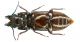 Parandra caspia Ménétriés, 1832_female 012.jpg