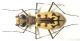 circumdata imperialis 02.jpg