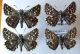 Pyrgus  malvoides - malvae.jpg