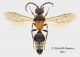 Smicromyrme_fasciaticollis_web_small02.jpg