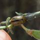 Gonioctena olivacea_1.JPG
