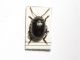 (Chrysolina sp.) 002.jpg