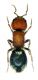 mutillidae - GRECIA Igoumenizza dint, VI-2011 leg. Sola C..JPG
