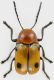 Cryptocephalus-bimaculatus.jpg