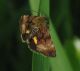 Noctuidae- Heliothinae Stiirini-Panemeria tenebrata-IMG_13112.jpg
