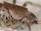 Orthoptera-pronotum-lateral.jpg
