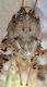Orthoptera-capo-frontale-app-bocc.jpg