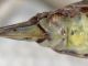Orthoptera-placca-sottogenitale.jpg