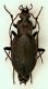 Carabus linnei 02  18mm.JPG
