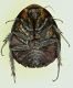 Blatta02 28x23mm.JPG